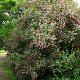   Lonicera tatarica